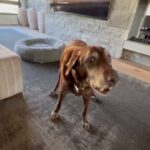 Steve Austin Instagram - 🔊⬆️🐾 While drinking my morning coffee I figured maybe I will work out later. Thanks to the support and encouragement of the K-9 crew, I am headed to the gym right fucking now. Moolah, Cali, and the wonder dog Brownie. #coffee #morning #workout #labrador #silverlab #blacklab #chocolatelab