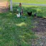 Steve Austin Instagram – 🔊⬆️
Chickens 3:16
#saturday #freerangechickens