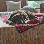 Steve Austin Instagram - Brownie has moved on to his next adventure. He was a helluva dog. I’m prouder than a game rooster to have rid with him. R.I.P.🐾