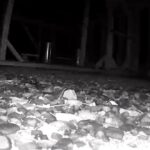 Steve Austin Instagram - Broken Skull Ranch. #wildlife #fox #chicken #night #nightlife Metallica Orion