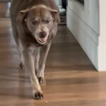 Steve Austin Instagram - Moolah, smiling because her friend came to visit her this morning. #labrador #labradorretriever #silverlab #dog #dogsofinstagram