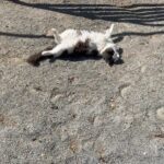 Steve Austin Instagram - Pancho #tbt #cat #cats #catsofinstagram #barncat #brokenskullranch