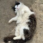 Steve Austin Instagram - Pancho #tbt #cat #cats #catsofinstagram #barncat #brokenskullranch