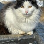 Steve Austin Instagram - Pancho #tbt #cat #cats #catsofinstagram #barncat #brokenskullranch
