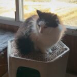 Steve Austin Instagram - Pancho the cat check in. #cat #catsofinstagram #cats #brokenskullranch