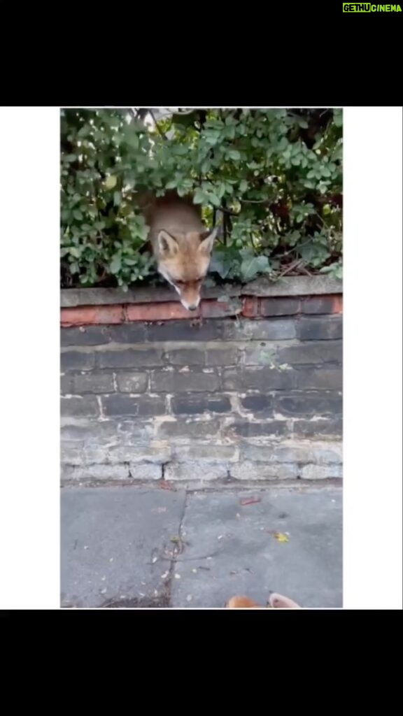 Susan Hoecke Instagram - How to „patina“ your new shoes… My friend changed his shoes on the street and then this happened: #pussinboots 🦊 vs. #pissonboots @alexbuerk London, United Kingdom