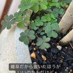 Suzu Yamanouchi Instagram – 可愛いうちの子たち🌱
ラストはコンポスト