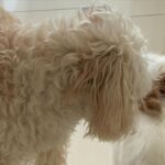 Svetlana Loboda Instagram - проснулась, почитала новости и офигела …. нашла старую Leica …. начала снова снимать последнее фото - наше « сегодня»
