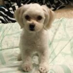 Syuya Sunagawa Instagram - 出掛けようとしたら毎回この顔で見てくる、 エグいwww #ワンコ#かわいい