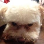 Syuya Sunagawa Instagram - かわいい。