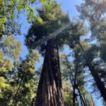 T.J. Thyne Instagram - “…from California to the New York island, from the redwood forest to the Gulf Stream waters This land was made for you and me”. Roadtrip NoCal 2021 🚗 🌲