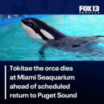 Tammie Brown Instagram - #freeloita I am devastated and hearing the death of Lolita .. as you all know, I have been campaigning for her for the past eight years .. captivity kills .. check out Lolita story and how she was brought to captivity !! Very sad story .. #queenwithacause #nationaltreasure #notgrooming #freeorcas #protectpuvungna #savetheorangutans #boycottpalmoil Provincetown, Massachusetts