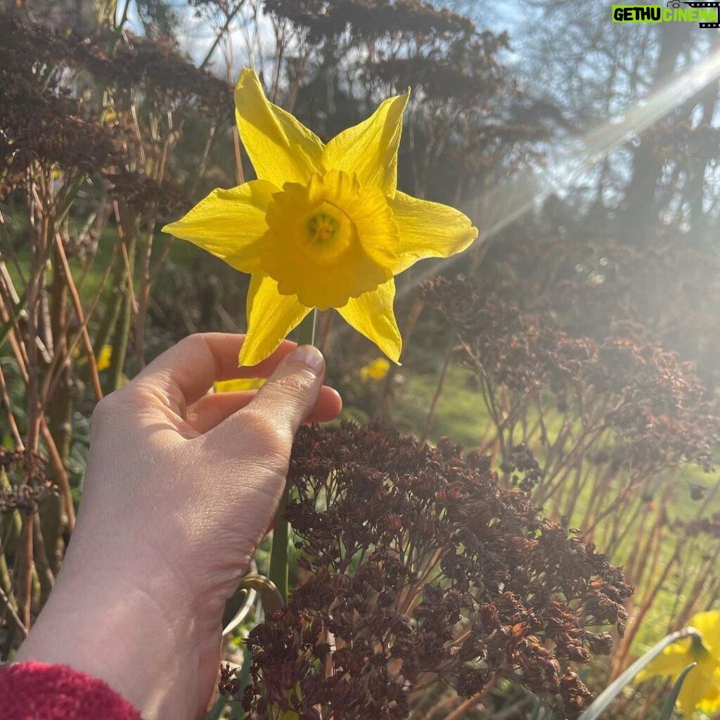 Tamzin Merchant Instagram - Signs of Spring 💛🌼🌸 Daffodils blooming, tiny buds breaking... and my dad going full Ghostbusters with his jet-washer on a plant pot 😂