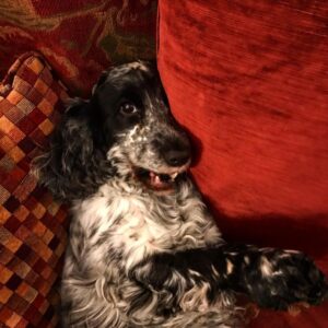 Tamzin Merchant Instagram - Mad-Eye Dusty

#lazysunday