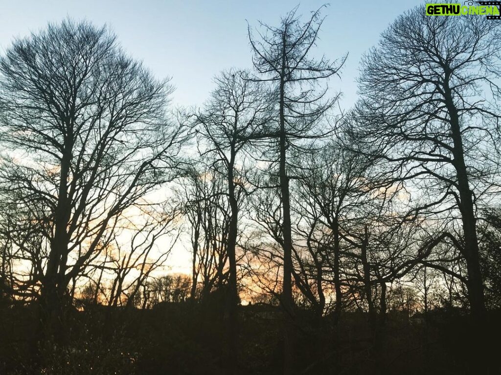 Tamzin Merchant Instagram - Winter Trees 💚💛🧡💙