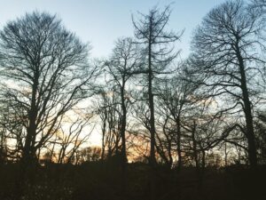 Tamzin Merchant Instagram - Winter Trees 
💚💛🧡💙