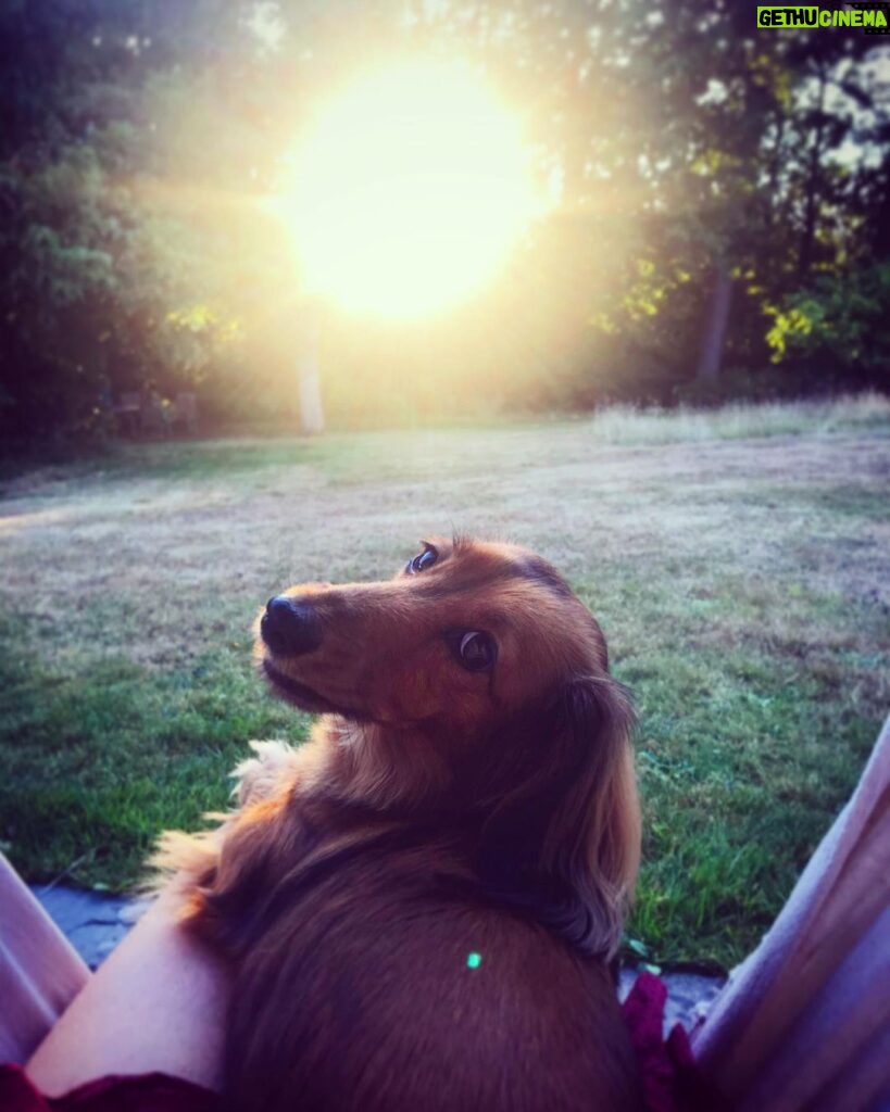 Tamzin Merchant Instagram - Home with my Womble, Minnie. Her full name is Minerva McDoggagle. She is 50% dachshund, 50% womble, and 100% sassy.