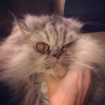 Taraneh Alidoosti Instagram - گربه ى خوش اخلاق رفيقمون. 🐱😈