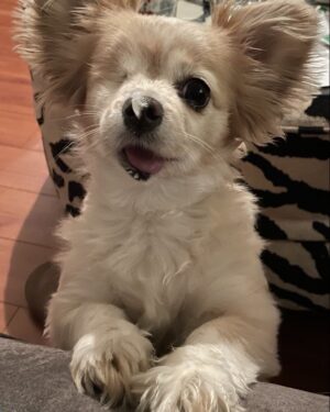 Teryl Rothery Instagram - Nothing like a one-eyed dog with a feather on its nose ❤️🥰🐾. My sweet little  rescue girl.