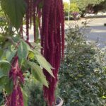 Teryl Rothery Instagram - I came across this beautiful plant on one of my walks. Anyone know what it is?😊
