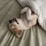 Teryl Rothery Instagram - Yes….she did that herself. 😃🐾❤️