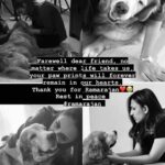 Thivya Naidu Instagram - Rest in peace Foxxy boy❤️ #purvaramarajan