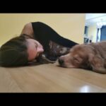 Thivya Naidu Instagram - I have been blessed that "Ramarajan" @foxxyshrubby have been a part of my life . One unique and special, leaving me with everlasting memories. During my emotional scenes he offered his love without judgment.. he lays on my lap.. On my feet.. Yes one cute adorable one.. It was tough at first to create the bond on screen but as days goes by and being with u for 30 days in that same house was a beautiful memory.. Evening walks Getting ur food done Pampering u The goodnights... ❤ Thanks @snowe.y for being there too.. ❤ We will meet again, never to be apart. Until then, thank you, Foxxy, @snowe.y for everything.. I love you more than you will ever know..always ❤ But what we should all remember is that each of us who has loved, and been loved, by an animal can't fail to feel blessed.. Special thanks to @hiridas_suberminam @clawspetpark @braveheartk9 @kabilanplondran @nanthini61 @astroulagam @jhangri_official_page Don't forget to watch Ramarajan premiering 2nd Nov onwards 9pm on Astro Vinmeen