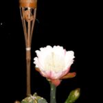 Thomas Beatie Instagram - Notre belle fleur de cactus vue seulement la nuit. 😀🏵 🌵 our beautiful cactus flower only seen at night. Phoenix, Arizona