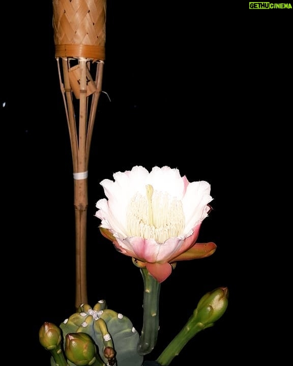 Thomas Beatie Instagram - Notre belle fleur de cactus vue seulement la nuit. 😀🏵 🌵 our beautiful cactus flower only seen at night. Phoenix, Arizona