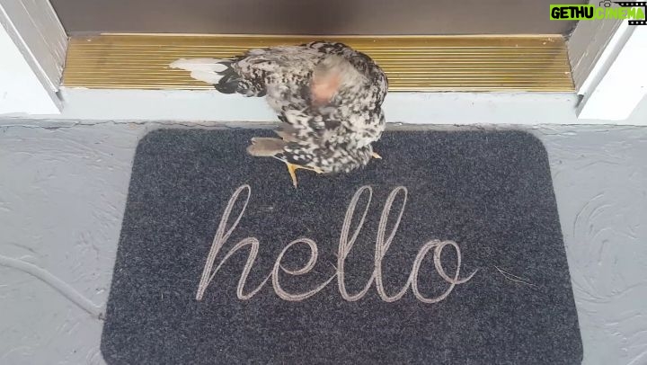 Thomas Beatie Instagram - Avez-vous jamais eu un poulet à votre porte? 😂🐓 Have you ever had a chicken at your front door? Phoenix, Arizona