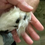 Thomas Beatie Instagram - Regarde juste les “floofs” de mon chat! 😹 Just look at my cat’s floofs. Happy Egg day! Phoenix, Arizona