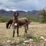 Thomas Beatie Instagram - Look at my sweet ass out in the wild. 🎥 Donkeys came out of nowhere on set while filming a commercial. Lake Pleasant, Arizona