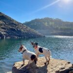 Tiago Careto Instagram - Mais uma tarde incrível no paraíso 🌾🌅 #barragem #barragemdocabril #pedrogaogrande #portugal #jackrussell #beagle Barragem Do Cabril