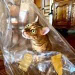 Tim Roth Instagram - Cat in a bag.