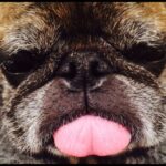 Tim Roth Instagram - Frank the Pug left us today after 15 years of madness and love. Great run Frank. RIP. ♥️♥️♥️ LOVED!