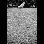 Tim Roth Instagram - Also. Woof.