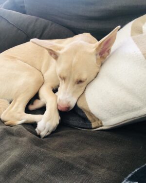 Timothy Omundson Instagram - Did #MabelTheMagnificent  decide to wake up and celebrate #InationalDogDay by immediately chewing up a coaster from the coffee table? Yes, yes , she did. And was she immediately forgiven? Yes, yes,  she was ❤️