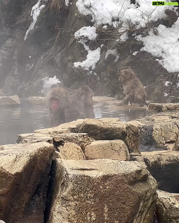 Tina Guo Instagram - Yesterday’s adventure: Shinkansen 🚄 Bullet Train from Tokyo to Nagano, bus from Nagano Station to the bottom of the mountain, 1 mile hike up a slightly icy path to monkey heaven 🏔️ 🐒❤️ 地獄谷野猿公苑 (Jigokudani Snow Monkey Park)