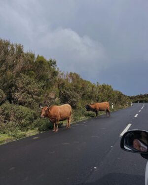 Tomás Silva Instagram - dump tardio do segundo dia em que percebi que a madeira é mais instável que eu, com vaquinhas na estrada, chuva do nada e tempo incrível depois com pôr do sol magnífico 🌊🌅🫰🏻