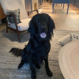 Tom Colicchio Instagram - Dog pics for gloomy days @verytikigirl