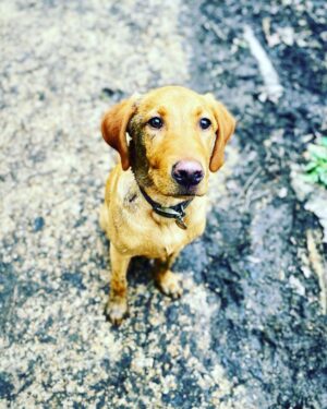 Tom Felton Instagram - Forrest is six months old today. He’s been nothing but a joy. Swipe for our family portrait attempts x