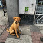 Tom Felton Instagram - Dog stop