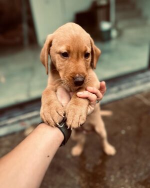 Tom Felton Instagram - It gives me great pleasure to introduce Forrest. Welcome to the family mate xx #herewegoagain