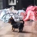 Trevor Donovan Instagram - So dramatic 🙄 😅 #dogsofinstagram