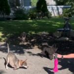 Trevor Donovan Instagram - In her first steps with new legs, this brave little dog shows us that life's hurdles are tough, but with determination, every step becomes a leap forward! 💪 @amira.amiracle