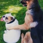 Trevor Donovan Instagram - I have some very sad news to share. The CK9 crew has lost their last founding canine member. Tito has crossed the rainbow bridge. He passed peacefully in his sleep and was in no pain. Tito was just 7 months short of his 11th birthday, which is a long time for a Bulldog. Over the years, many of you got to know and love the adventures of Dogbert & Tito, and we truly appreciate all your love and support. Teets lived a great life, full of love and many adventures with his big brother Dogert, and then more with his little brothers Shadow & Chance. This video of Tito over the years has been paired with a poem that is very fitting. I hope you enjoy it. Tito was my little buddy and I will miss him dearly. "And God said I will send them without wings so no one suspects they are angels." #riptito #bulldogs #CK9crew
