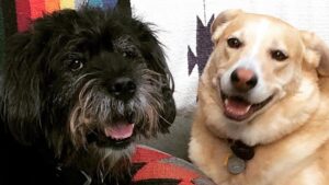 Troian Bellisario Instagram - 17 years and still not long enough. 

Charlie (Charleston Zappa) welcomed me into a life with @patrickjadams . I was the new girl, he tolerated me. And though I had dogs before, Charlie was the one that grew me up. He was our first kid. The first one to teach me it wasn’t just about me. It was about the family. Feed me, walk me, love me. Put yourself aside. And it was the most incredible lesson. 

Charlie you made us parents, you were there through everything. The honeymoon phase, moving in together, 7 years of long distance, the ups, the downs, the rattlesnakes, the coyotes, the surgeries, the long days and nights on sets, the long periods of unemployment, the first house, our engagement, your sister Bea coming home, our adventures, our marriage, the birth of our children, their cries, their giggles, them pulling at your ears and tail, our first van trip across the country, our first summer at the cottage. You stayed through it all and left us some gnarly farts. You loved us through every moment. You were a rock and you made us the family we are today. You were a great teacher. And now. You are teaching us to say goodbye. With grace, with love, still softly whispering… it’s not just about you. It’s about the love you share in this brief, beautiful breath of life. I miss you already. I know this is only a new beginning of a life on the other side of you. But my heart is filled with your love, your lessons, and always, always it will always carry your memory.

Sleep sweet my love, enjoy all the best treats, catch all the frisbees, and run wild and free. We love you.