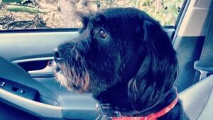 Troian Bellisario Instagram - 17 years and still not long enough. 

Charlie (Charleston Zappa) welcomed me into a life with @patrickjadams . I was the new girl, he tolerated me. And though I had dogs before, Charlie was the one that grew me up. He was our first kid. The first one to teach me it wasn’t just about me. It was about the family. Feed me, walk me, love me. Put yourself aside. And it was the most incredible lesson. 

Charlie you made us parents, you were there through everything. The honeymoon phase, moving in together, 7 years of long distance, the ups, the downs, the rattlesnakes, the coyotes, the surgeries, the long days and nights on sets, the long periods of unemployment, the first house, our engagement, your sister Bea coming home, our adventures, our marriage, the birth of our children, their cries, their giggles, them pulling at your ears and tail, our first van trip across the country, our first summer at the cottage. You stayed through it all and left us some gnarly farts. You loved us through every moment. You were a rock and you made us the family we are today. You were a great teacher. And now. You are teaching us to say goodbye. With grace, with love, still softly whispering… it’s not just about you. It’s about the love you share in this brief, beautiful breath of life. I miss you already. I know this is only a new beginning of a life on the other side of you. But my heart is filled with your love, your lessons, and always, always it will always carry your memory.

Sleep sweet my love, enjoy all the best treats, catch all the frisbees, and run wild and free. We love you.