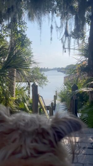 Ty Pennington Instagram - This view, those dogs, the person sitting next to me… grateful for it all 🙏🏼✨#stillness