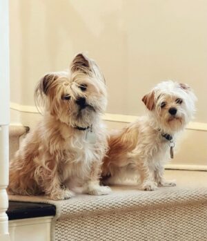 Ty Pennington Instagram - 🤎 #adoptdontshop #rescuedismyfavoritebreed